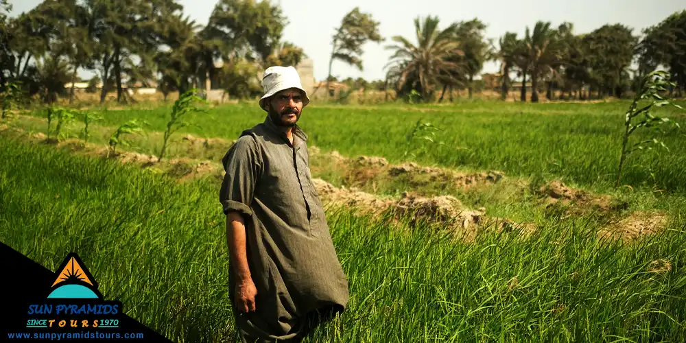 Egypt from the Agriculture Side